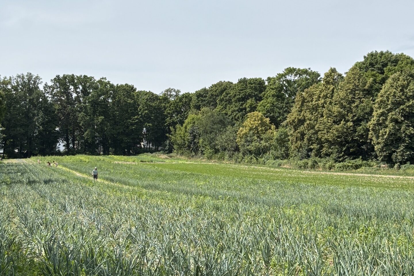 Ernten, Ackern und Probieren