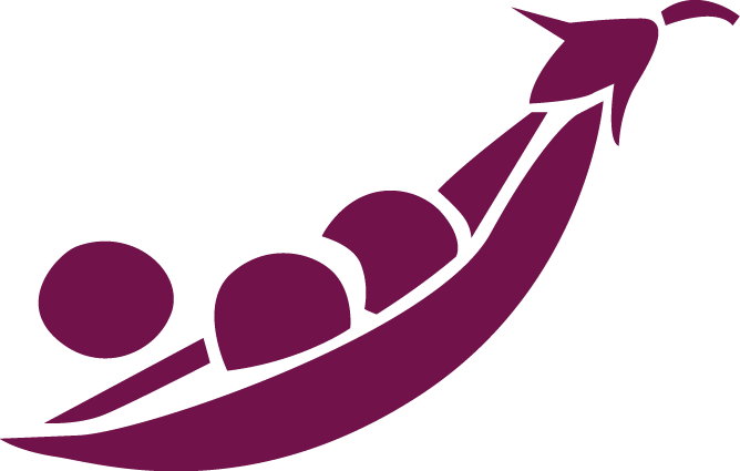 Erbse